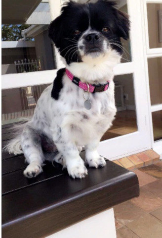 HELP MY DOG ALLY GET SURGERY – GOAL R 20 000