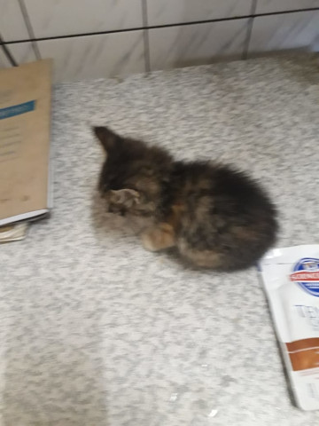 BRING MOM HOME