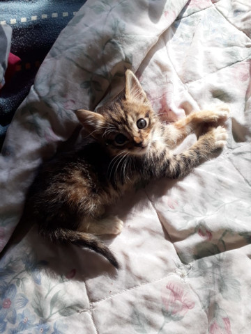 KITTY AID – GOAL R 2 500
