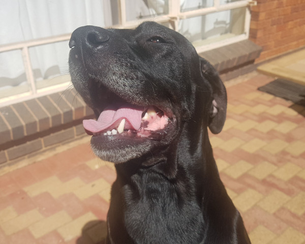 SHADOW NEEDS SURGERY – GOAL R 36 000