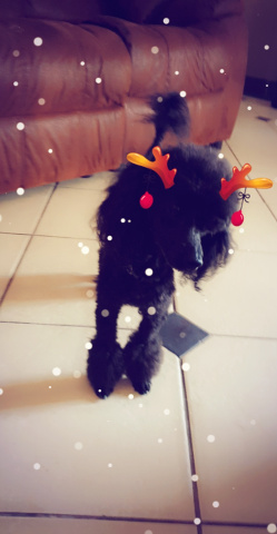 SAVE OUR FUR BABY – GOAL R 25 000