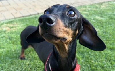 LIVVY’S HEART OPERATION – R100 000